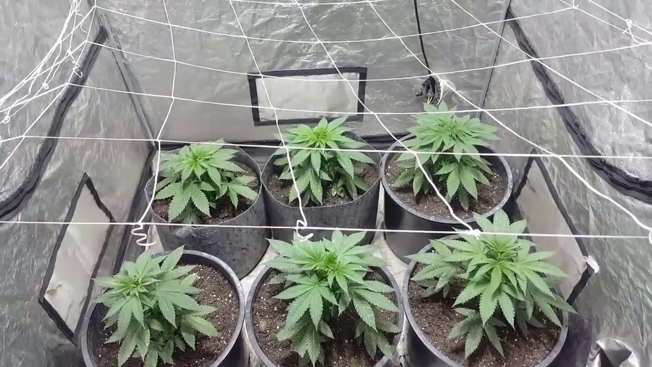 4x4 Friday - BLOOM Yellow Bottles Week 4 Feeding