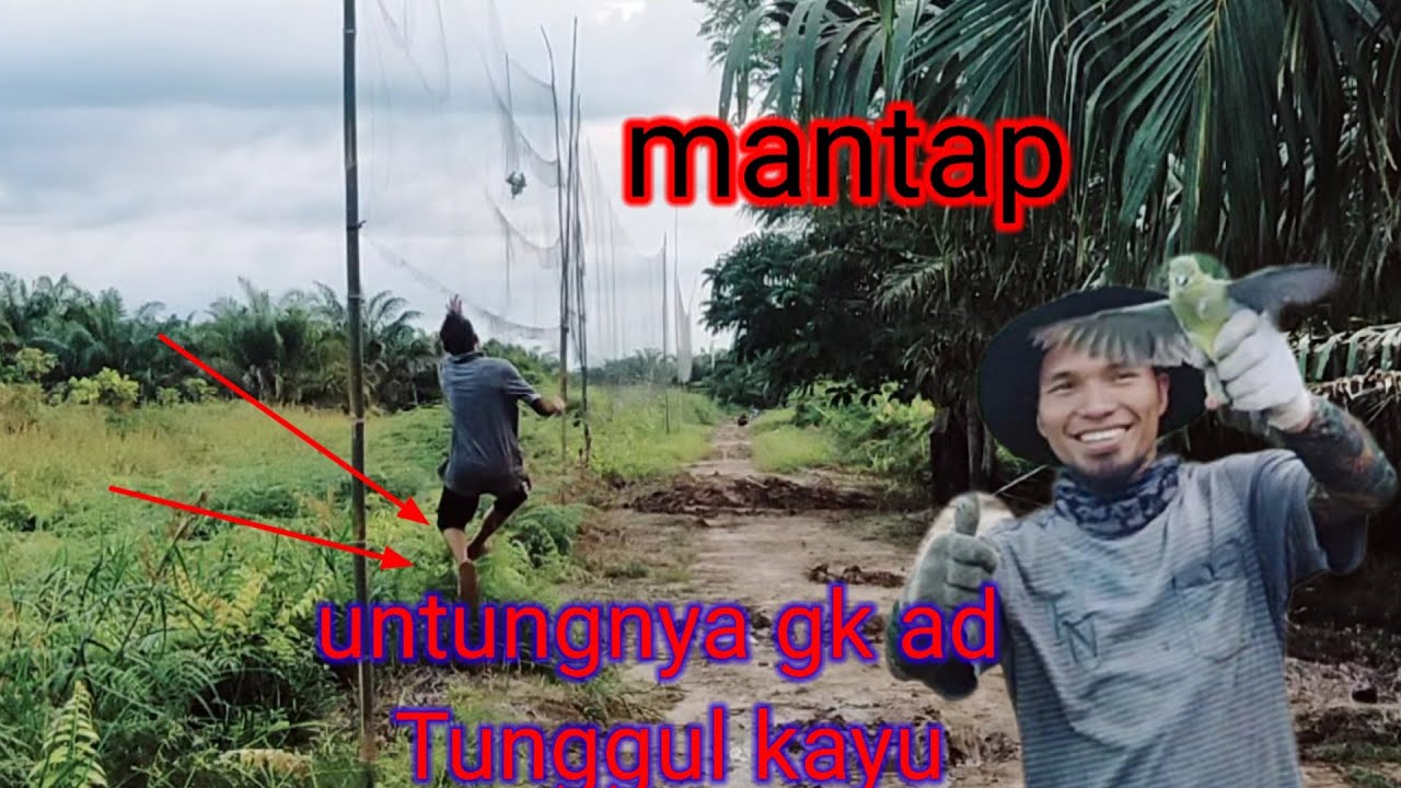 keseruan menjaring burung