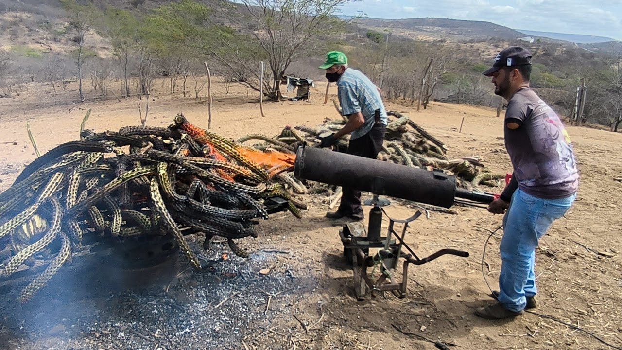 CONHEÇA O CANHÃO DE FOGO UMA ENGENHOCA FEITA PRA QUEIMAR O ESPINHO DO XIQUE XIQUE 