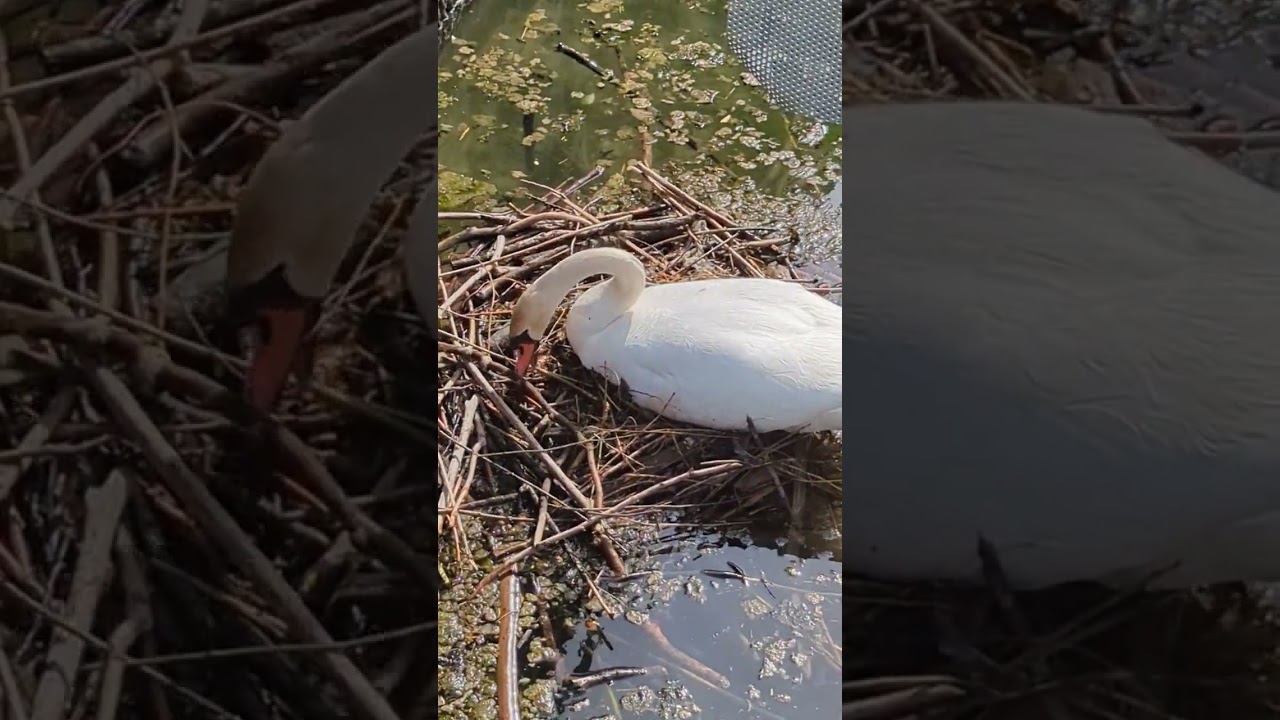 Swan making a nest for her babies🤗 #swan #nest #nature #beautiful #germany #bavaria #amazing