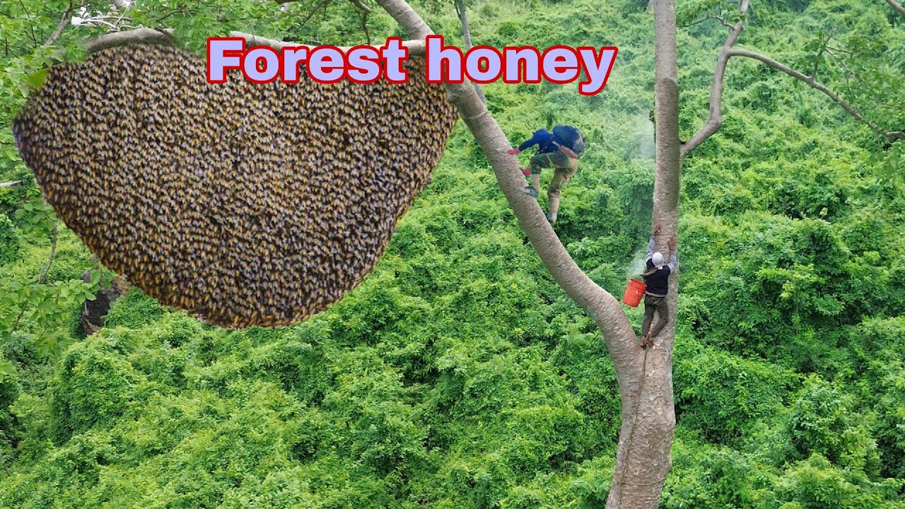Harvesting early season honey from towering and dangerous trees - live squirrel in the forest