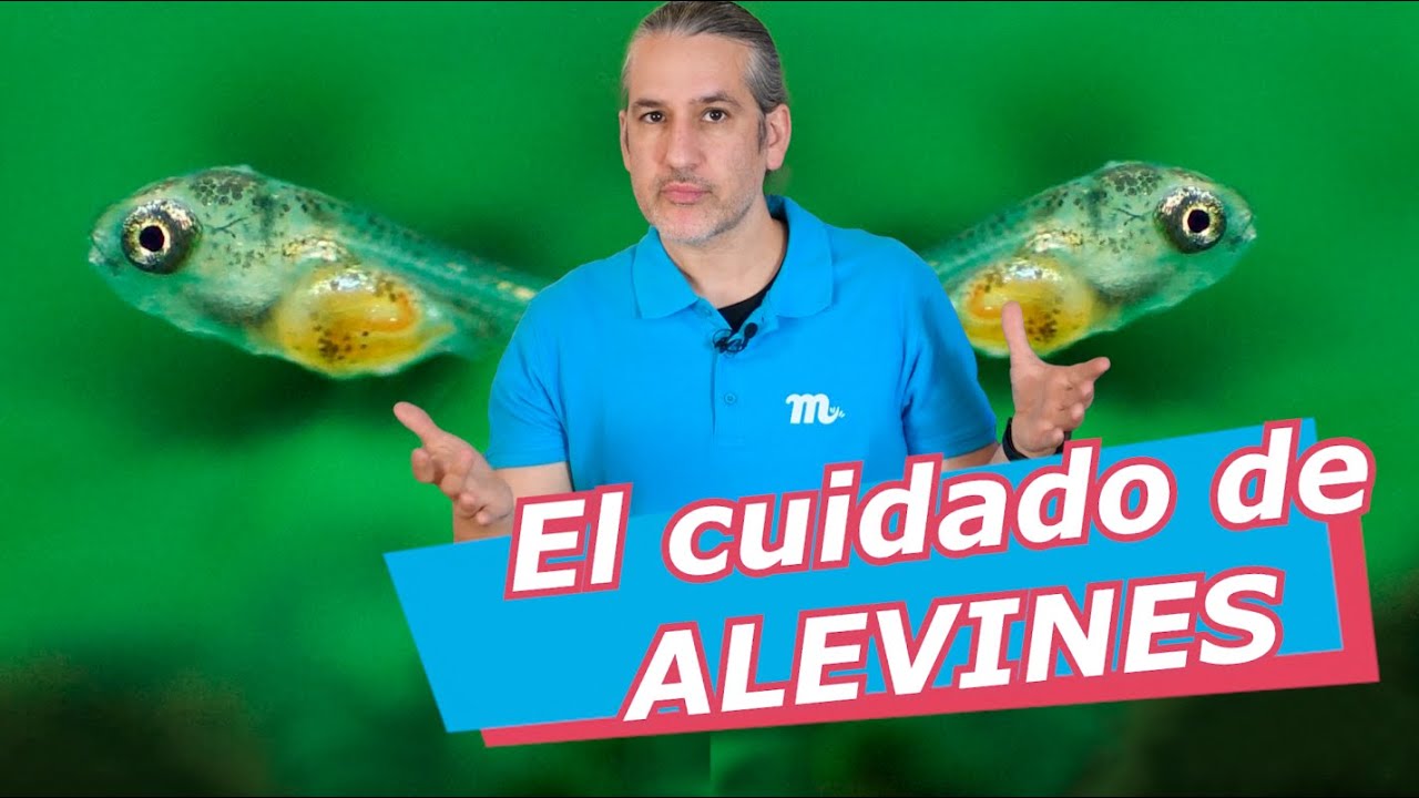 🐣 GU&Iacute;A de CUIDADO de ALEVINES &middot; REPRODUCCI&Oacute;N de PECES 🐟