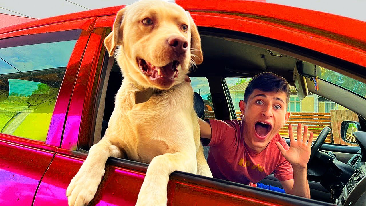 PLIMPBĂ CĂȚELUL 🦮 cu MAȘINA🚘 ! 9 PROVOCĂRI AMUZANTE😎