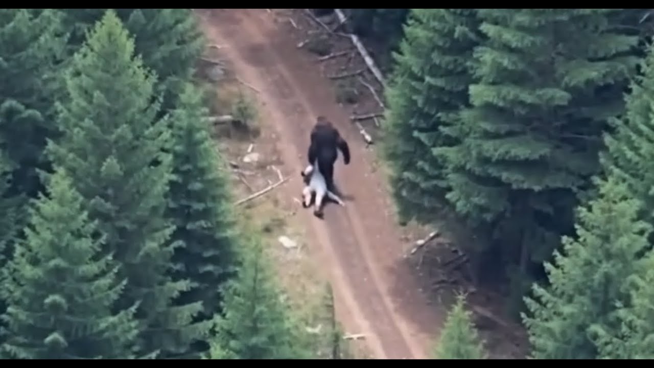 Пилот вертолета снимает на видео гигантского снежного человека, несущего человеческое тело!! Ужас...