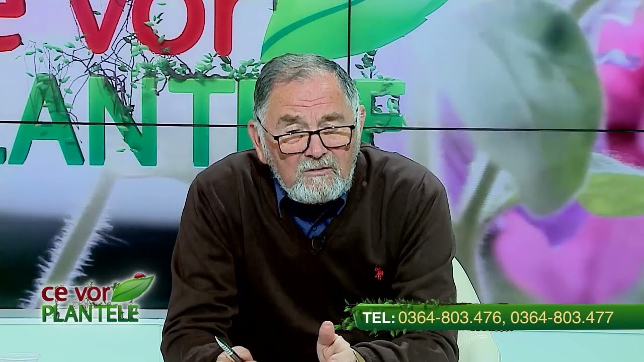 De ce frunzele de vinete se îngălbenesc și cum rezolvăm problema?