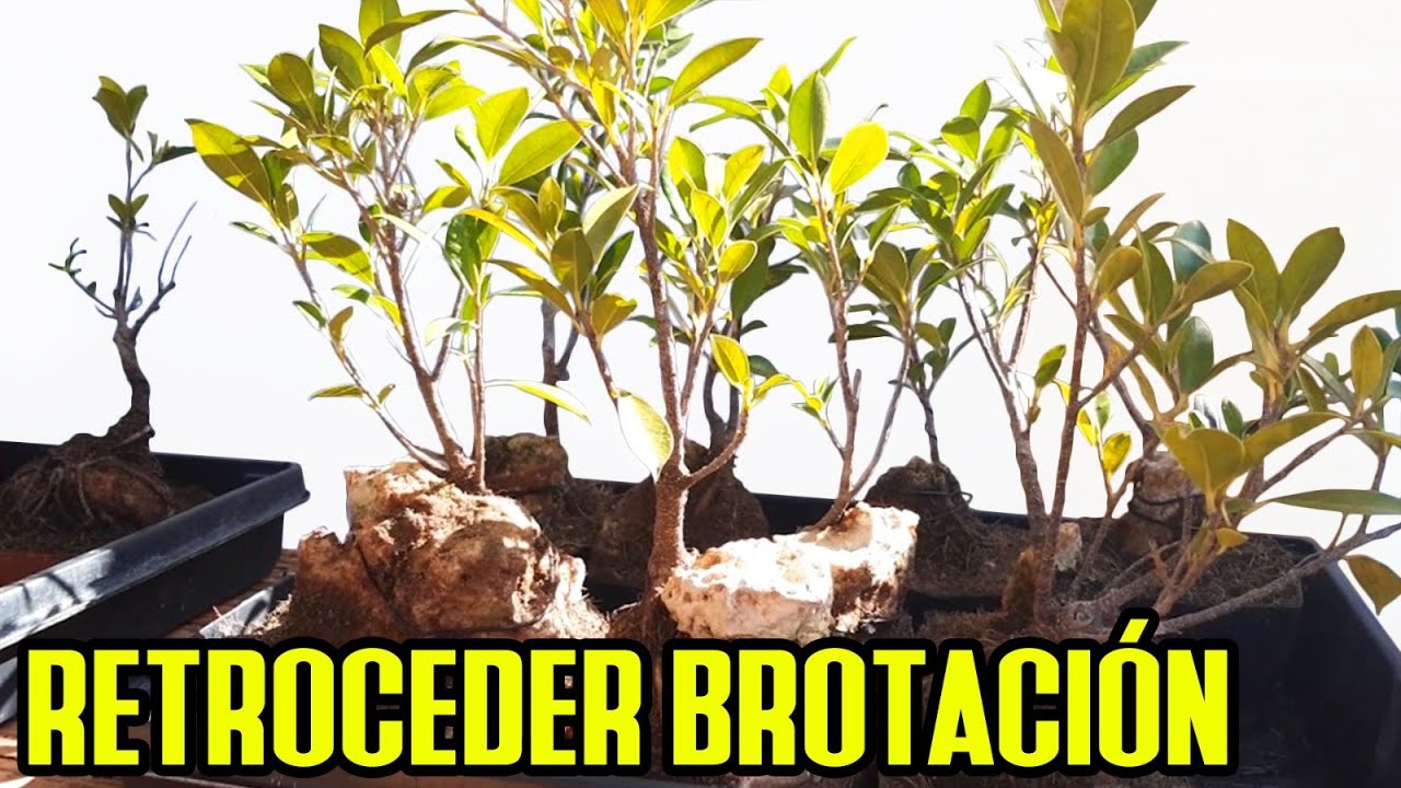 Evita que la brotación se te vaya a las puntas en BONSAI