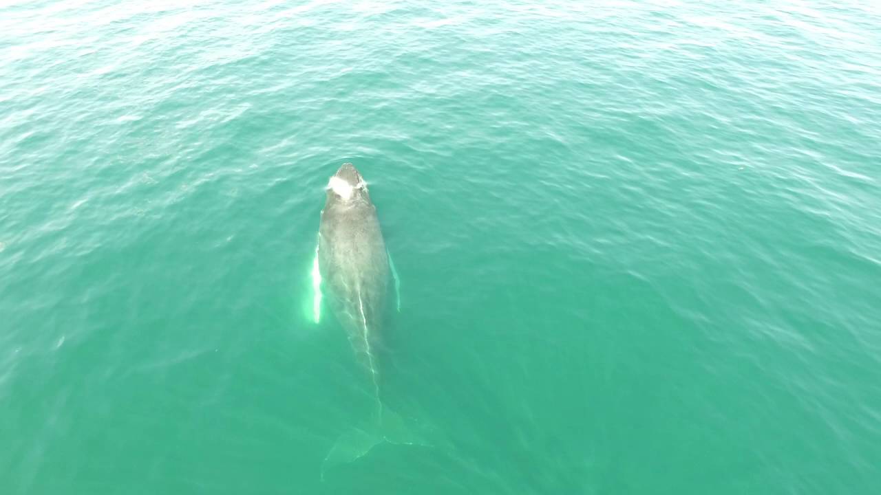 Drone Footage of Tuna feeding