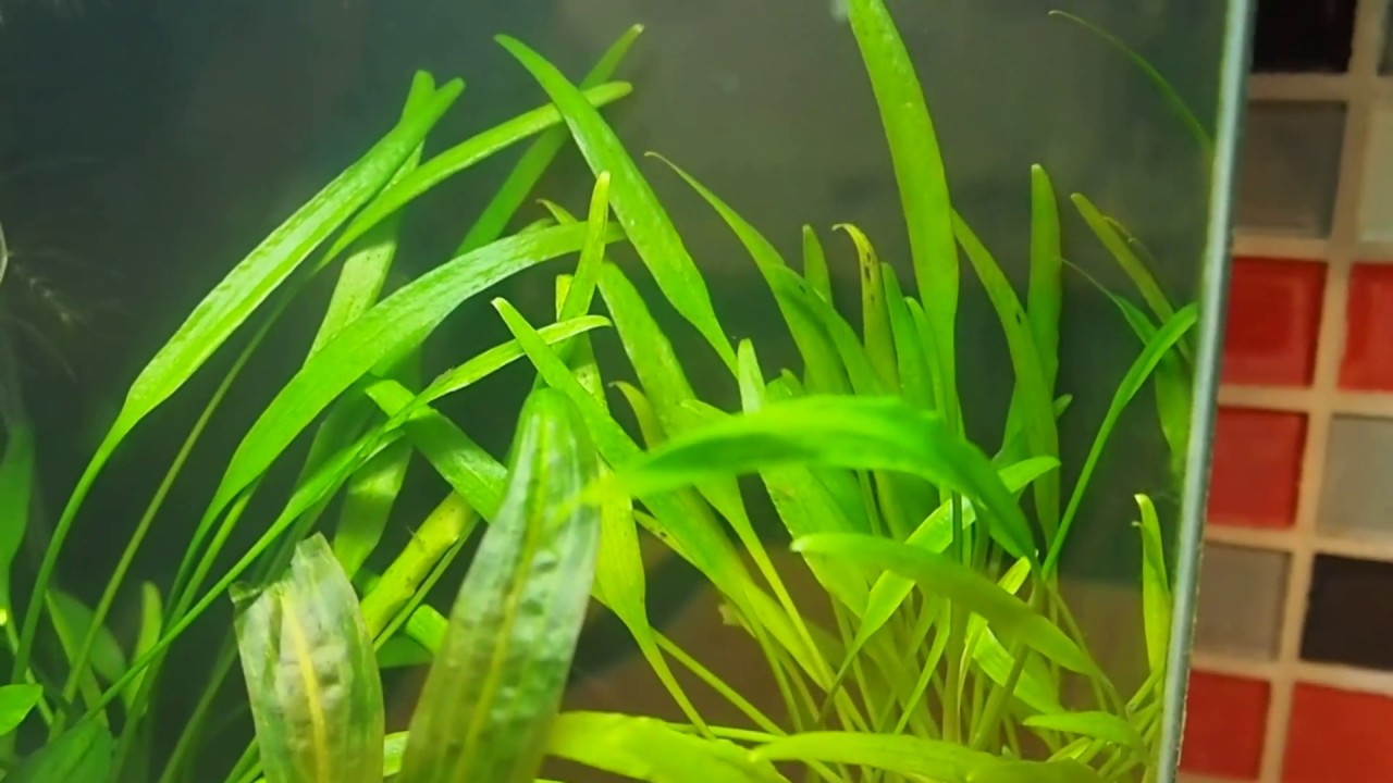 Криптокорина уиллиса cryptocoryne x willisii
