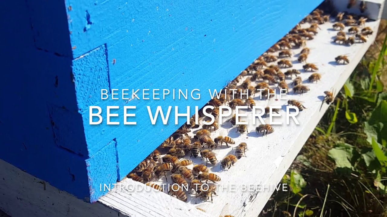 Beekeeping for beginners,  an introduction to the bee hive