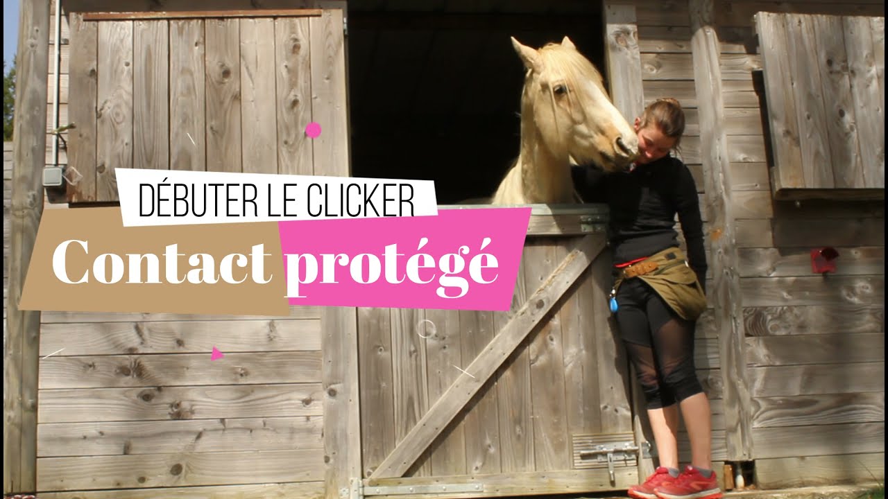 Débuter le clicker training avec son cheval [contact protégé]