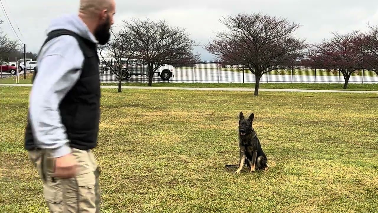 “Kane” obedience drills. Flashy 10 month old German Shepherd puppy.