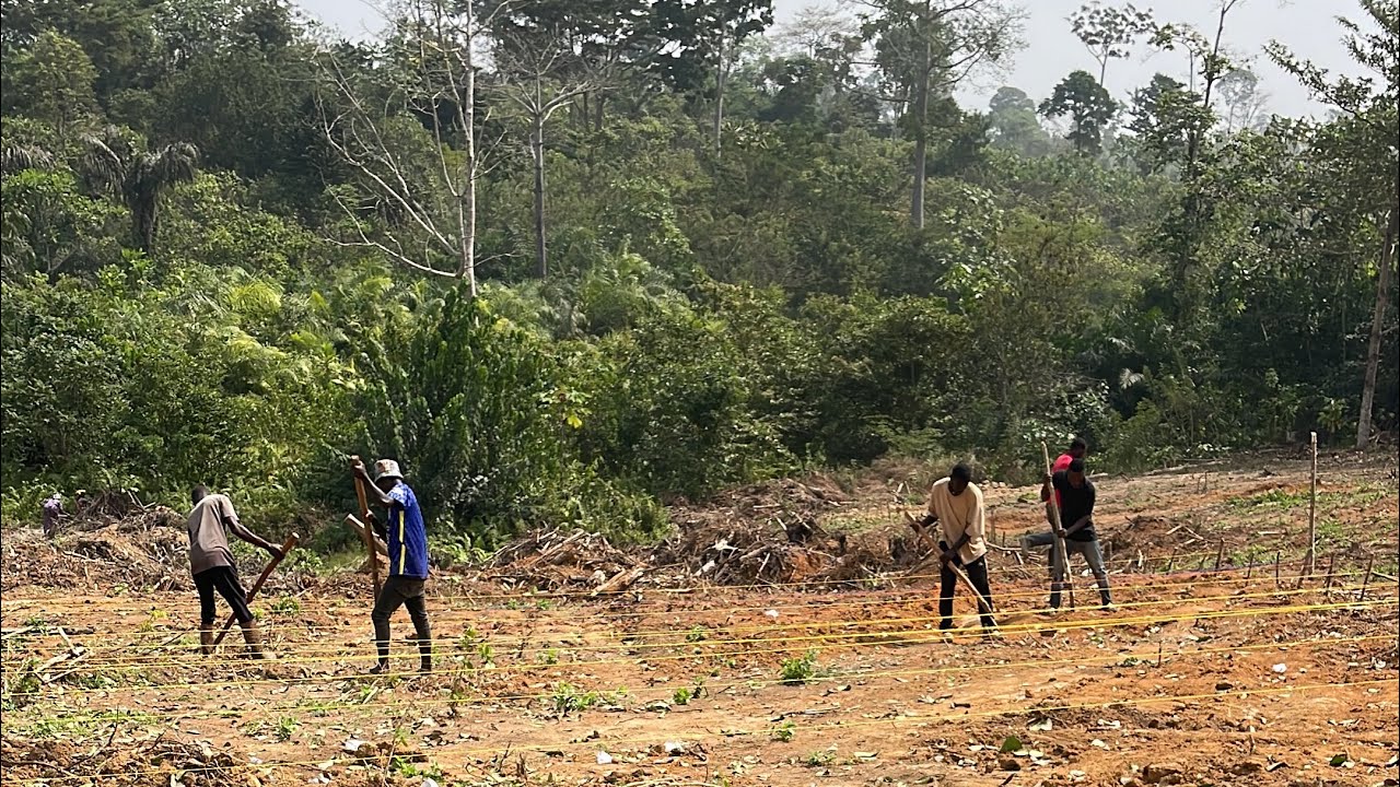 Preparing land for maize farming in the western north region of Ghana 🇬🇭/dry season farming