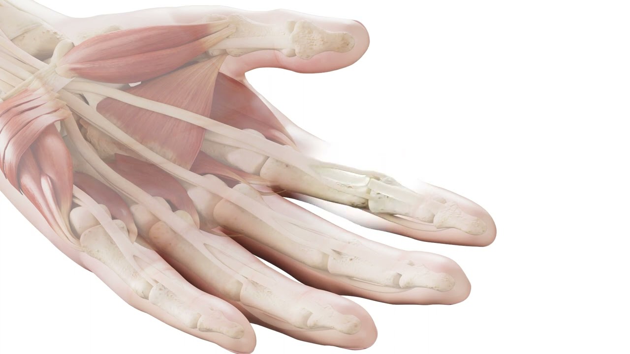 CoNextions TR™ Tendon Repair System Animation