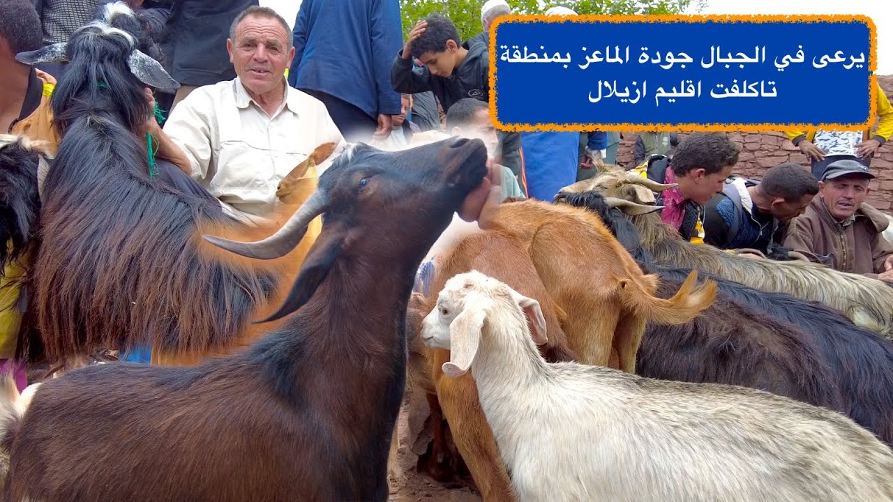 يرعى في الجبال جودة الماعز بمنطقة تاكلفت اقليم ازيلال