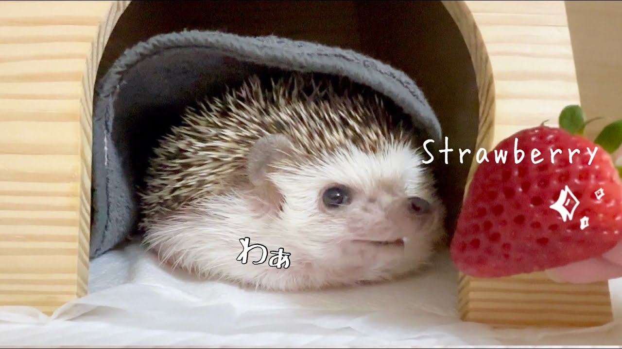 高級イチゴを食べたハリネズミの反応がこちら!            Here is a hedgehog’s reaction to eating a high quality strawberry