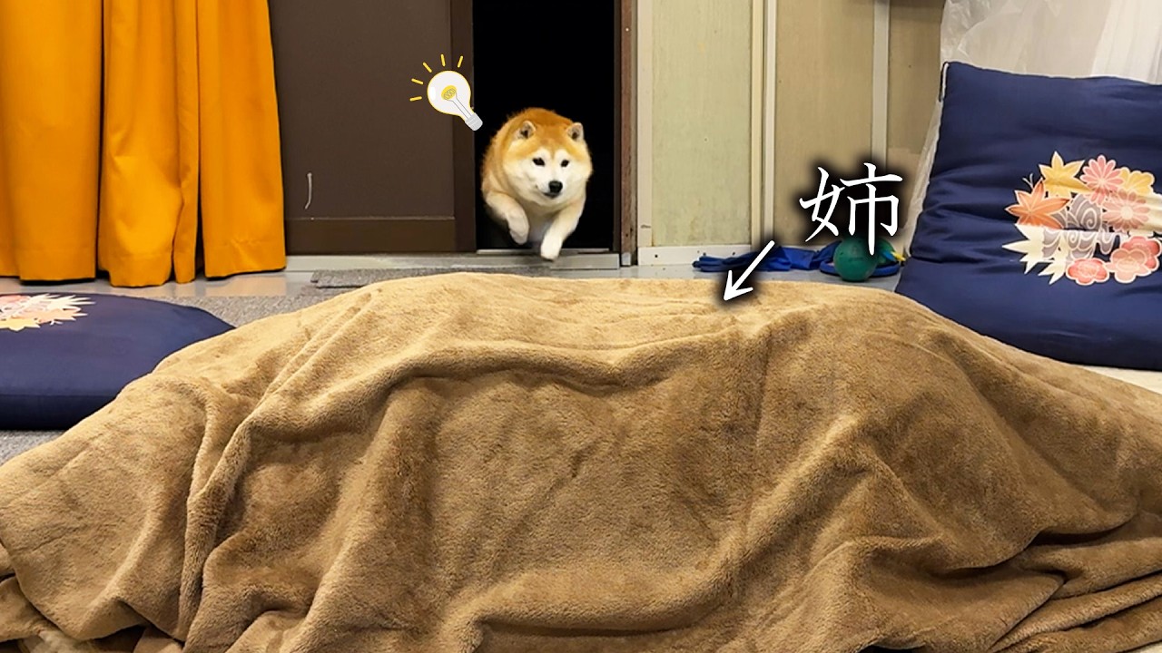 When he gets to the office, Shibe discovers his sister under the blanket and explodes with joy.