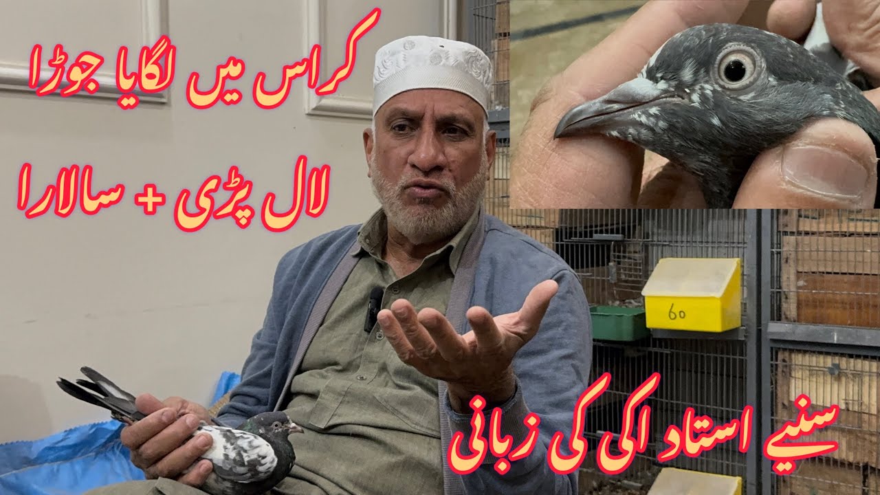 Cross Main Jaura Sham tak result || Lal pari + Salara || informative Video || Live with Ustad Aki