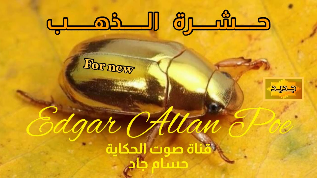 رواية حشرة الذهب \ تاليف ادجار الان بو \ قناة صوت الحكاية \ بصوت حسام جاد ( تعرض لأول مرة )