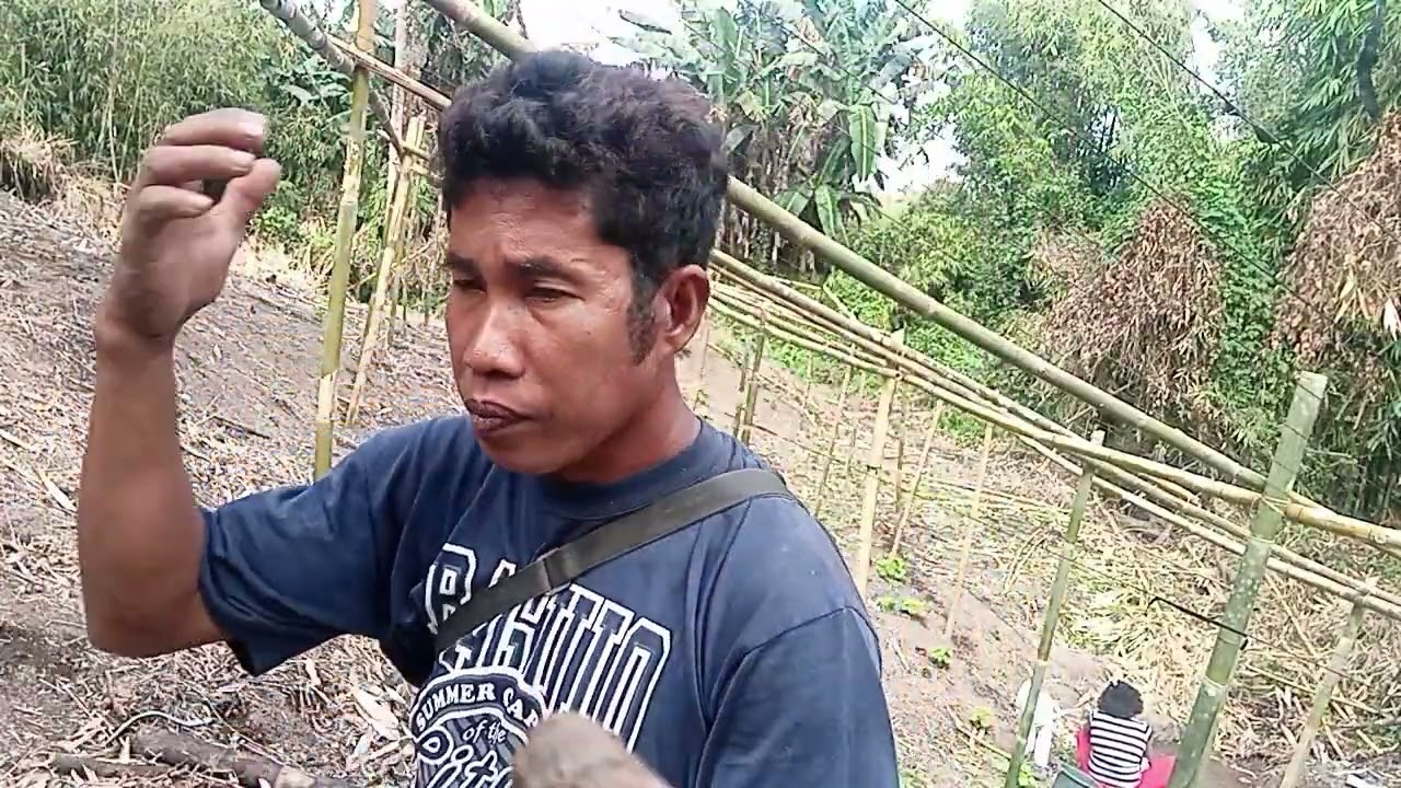 DAY 13 NA POE NG ATING PAG AALAGA NG ATING MGA TANIM.