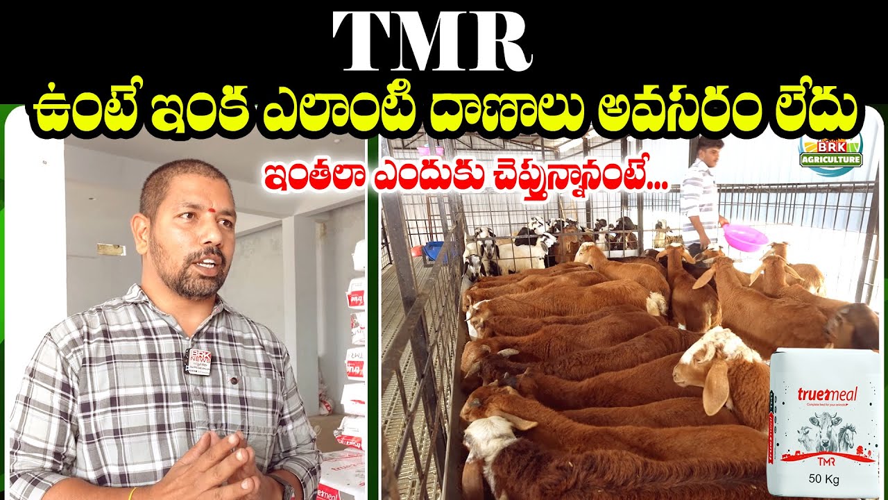 TMR ఉంటే లాభాలు మీ వెంటే... ఈ ఒక్క దాణా చాలు || TMR Goat Feed || @brkagriculture