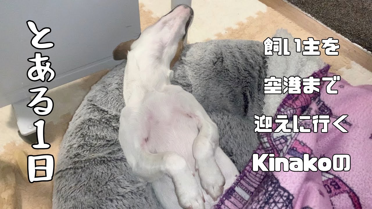 飼い主を空港まで迎えに行くKinakoの、とある１日。