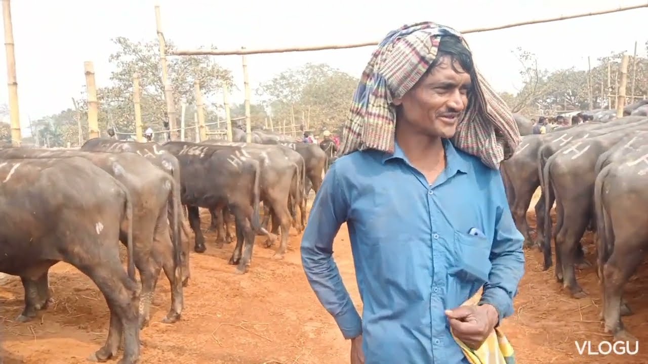 #বর্ডার ক্রস মহিষ এর হাট দরদাম ও কেনা বেচা দেখুন #buffalo market
