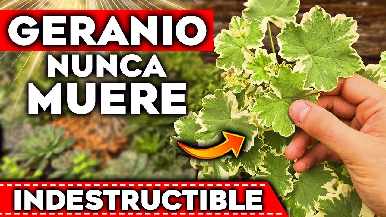 GERANIOS INMORTALES!! La Variedad de GERANIOS o NOVIOS m&aacute;s RESISTENTE del Mundo | Plantas con Flores