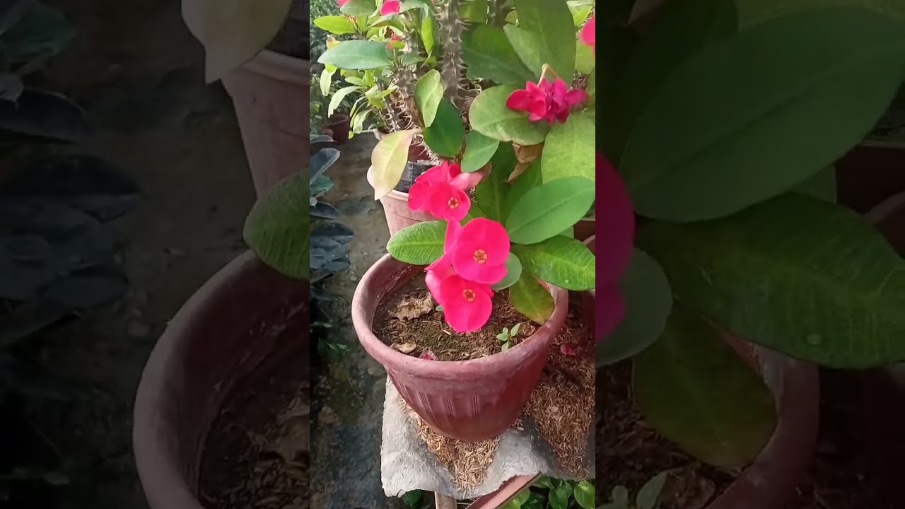 Андижон Гуллар Олами 993281059