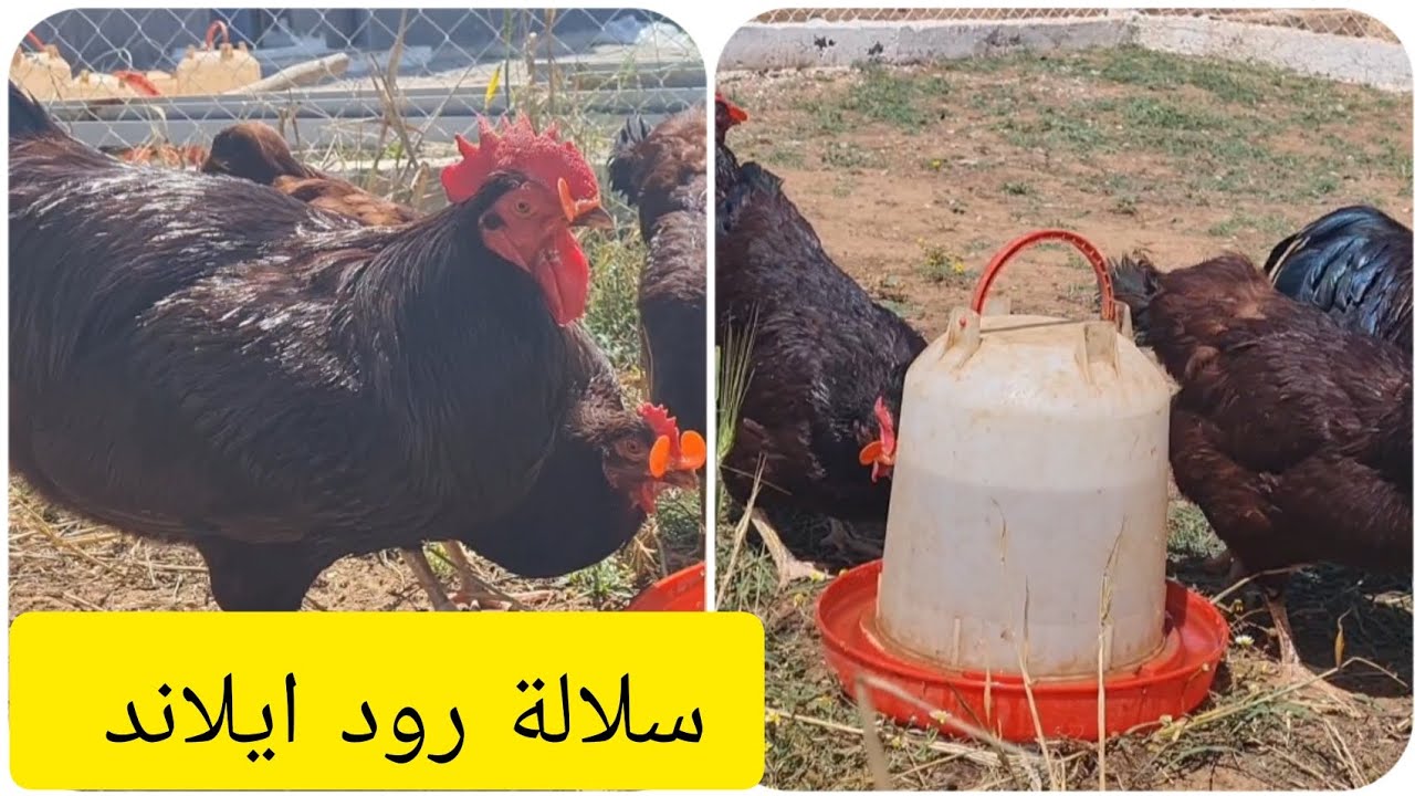 سلالة رود ايلاند الجميلة