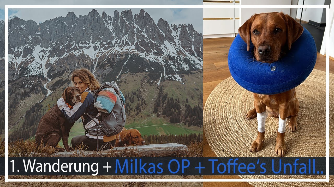 Wandern an Hochkönig | das erste Mal alleine im Bus | Chocolate + Foxred Labrador |  KaroLovesMilka