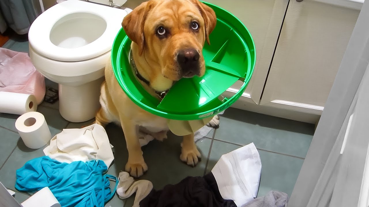 Funny Animals Caught in the Act