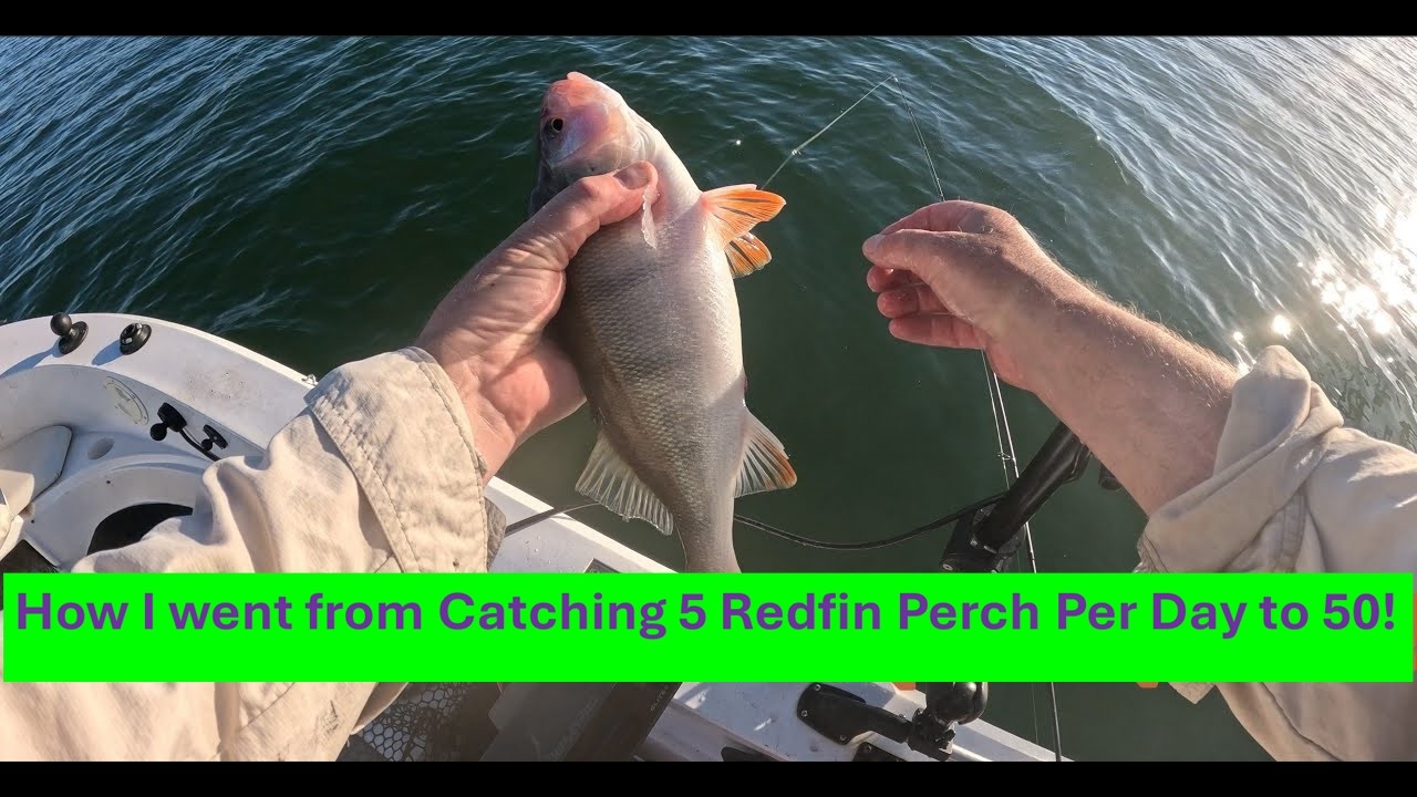 Drop Shotting - How I went from 5 Fish per day to 50!