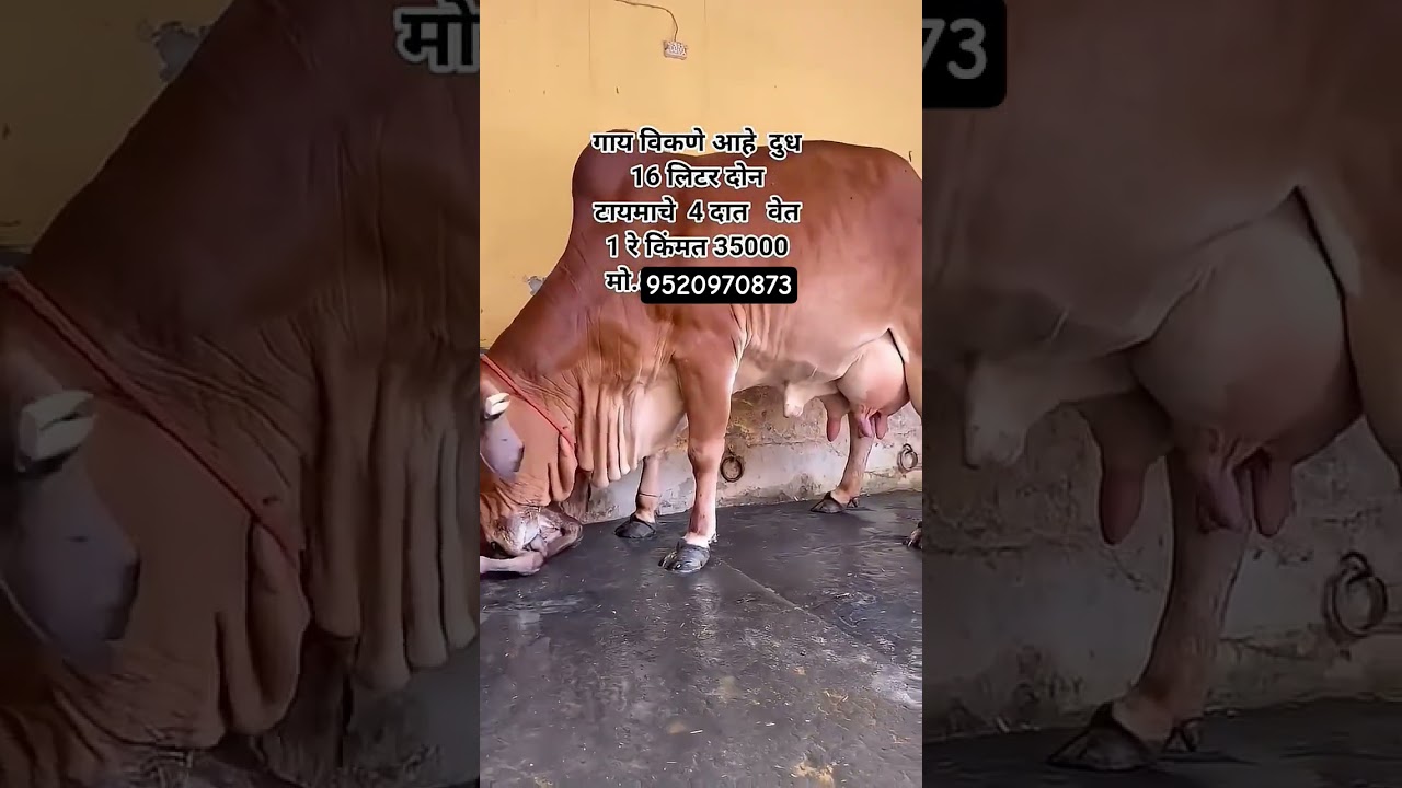 Sahiwal cow for sale 9520970873 call me #baffalo #cow #sahiwal #dairyfarm #dairyfarm