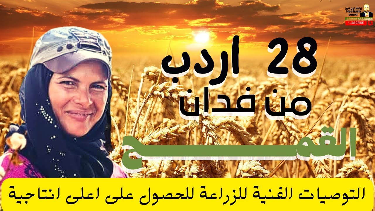 زراعة القمح /خطوة بخطوة للحصول على 28 اردب قمح من الفدان