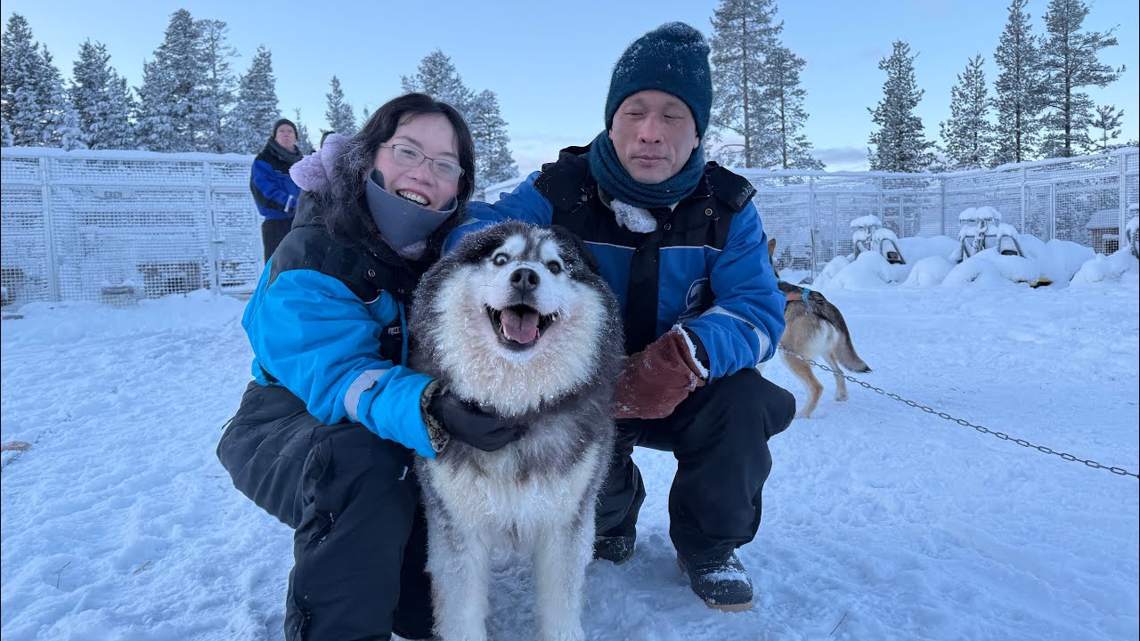 2026芬蘭之旅/Day 3:Husky safari #husky #sled #finland  #哈士奇雪橇 #trip 