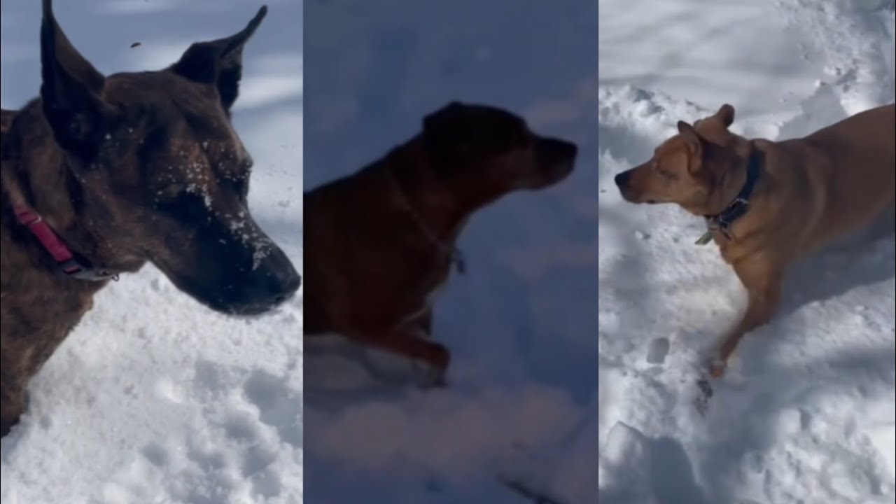 Three Happy Dogs Enjoying the Snow