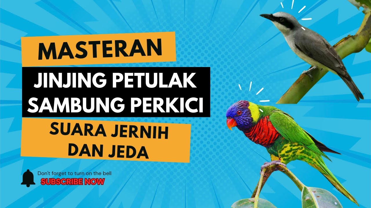 MASTERAN VIRALLL 2026 !!! MASTERAN JINJING PETULAK SAMBUNG PERKICI SUARA JERNIH JEDA