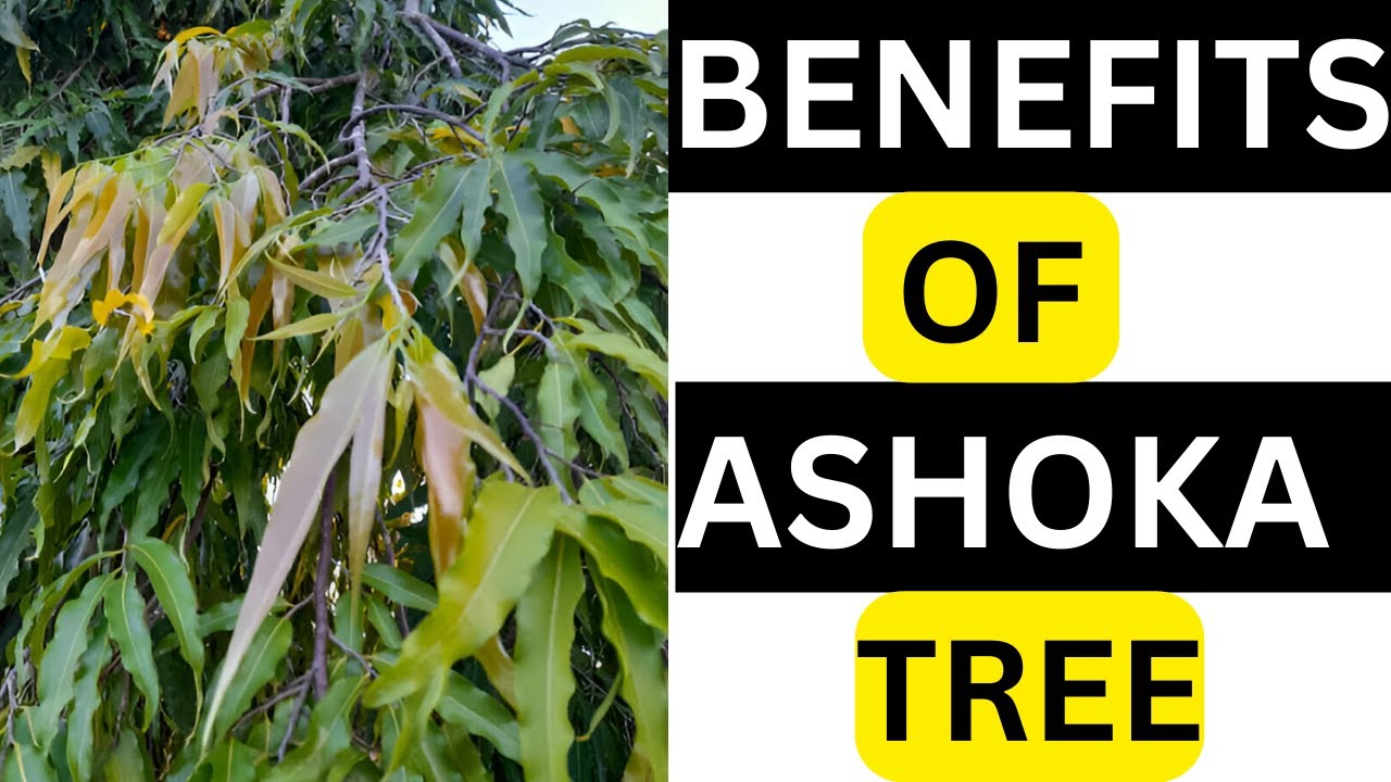 Benefits of ASHOKA  tree Leaves