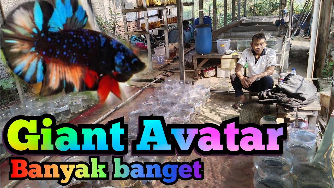 Promo Giant Avatar.. Murah banget