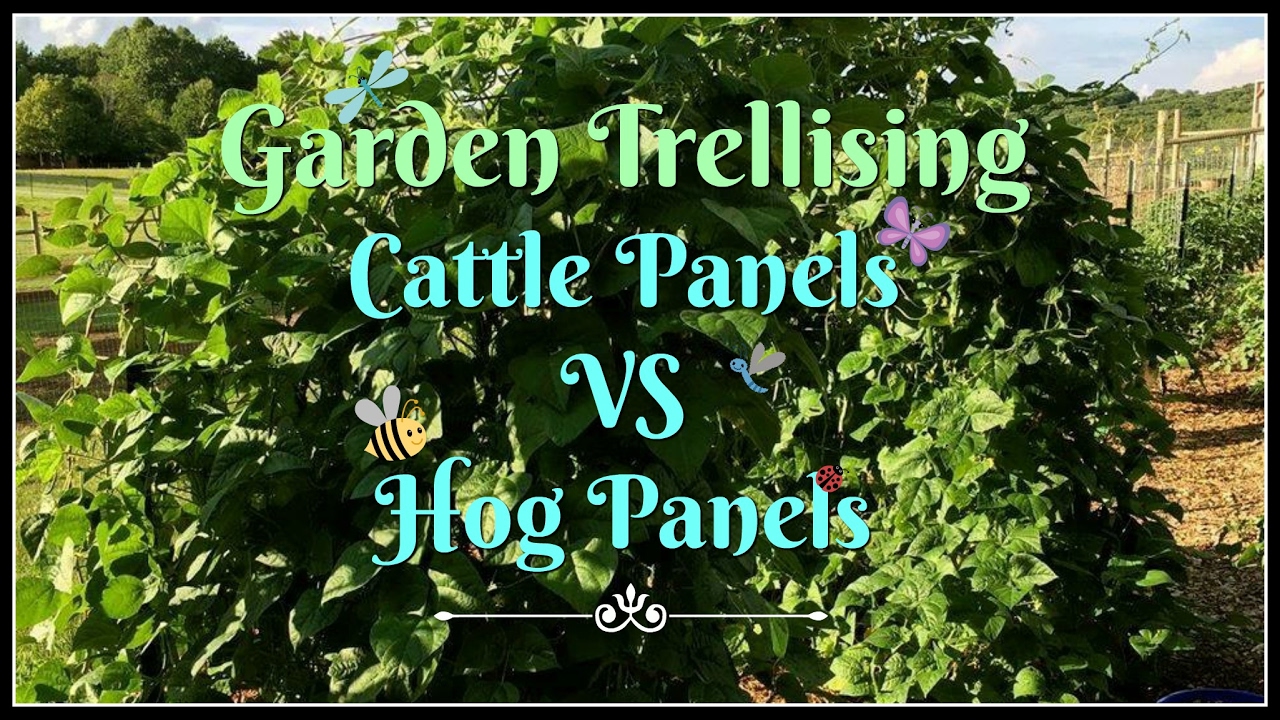 Garden Trellising~Cattle Panels VS Hog Panels