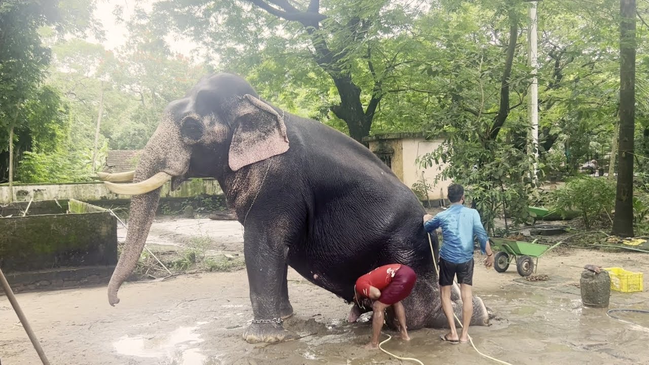 Heartwarming Moments in Elephant Care | An Elephant Taking Bath