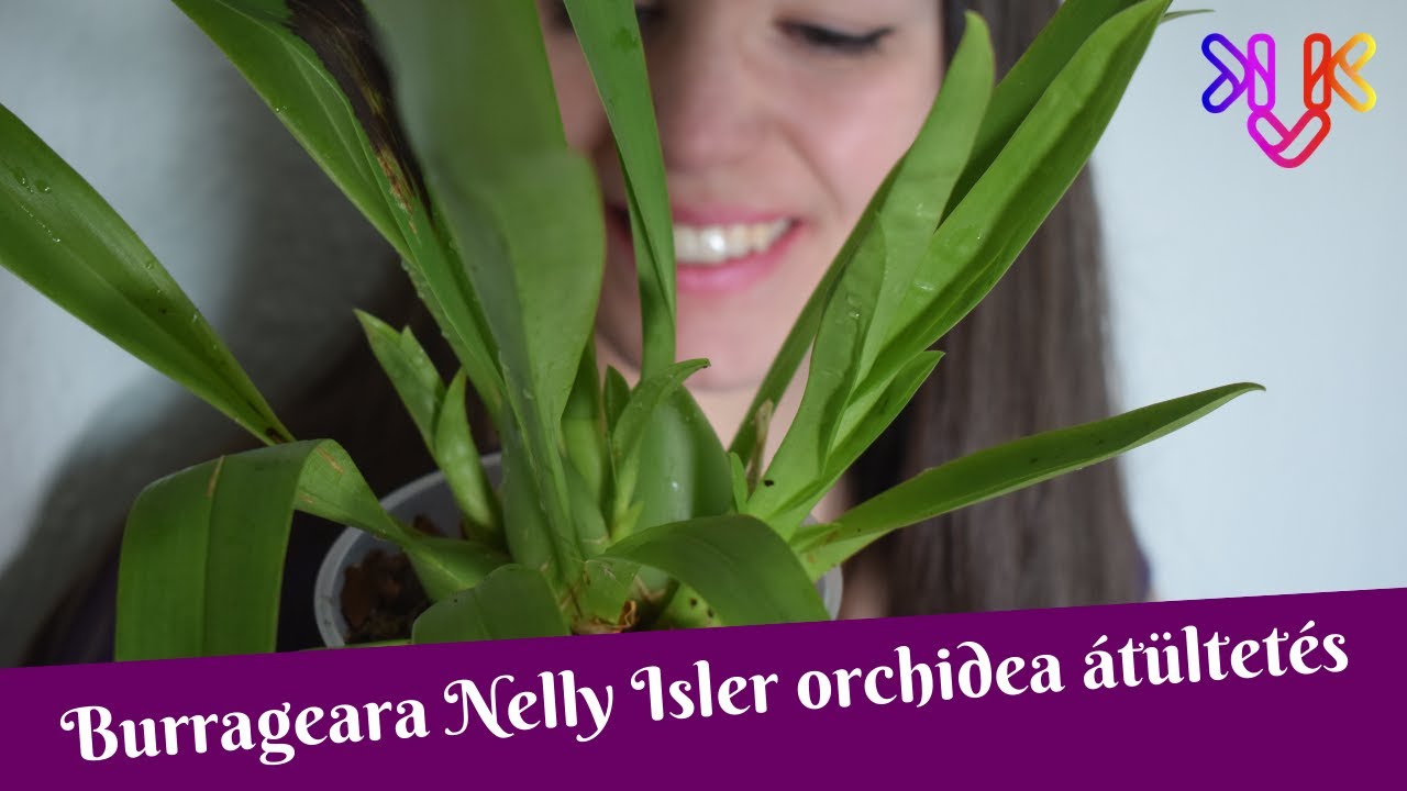 Burrageara Nelly Isler orchidea átültetés | Mibe ültessük a Nelly Isler orchideát?