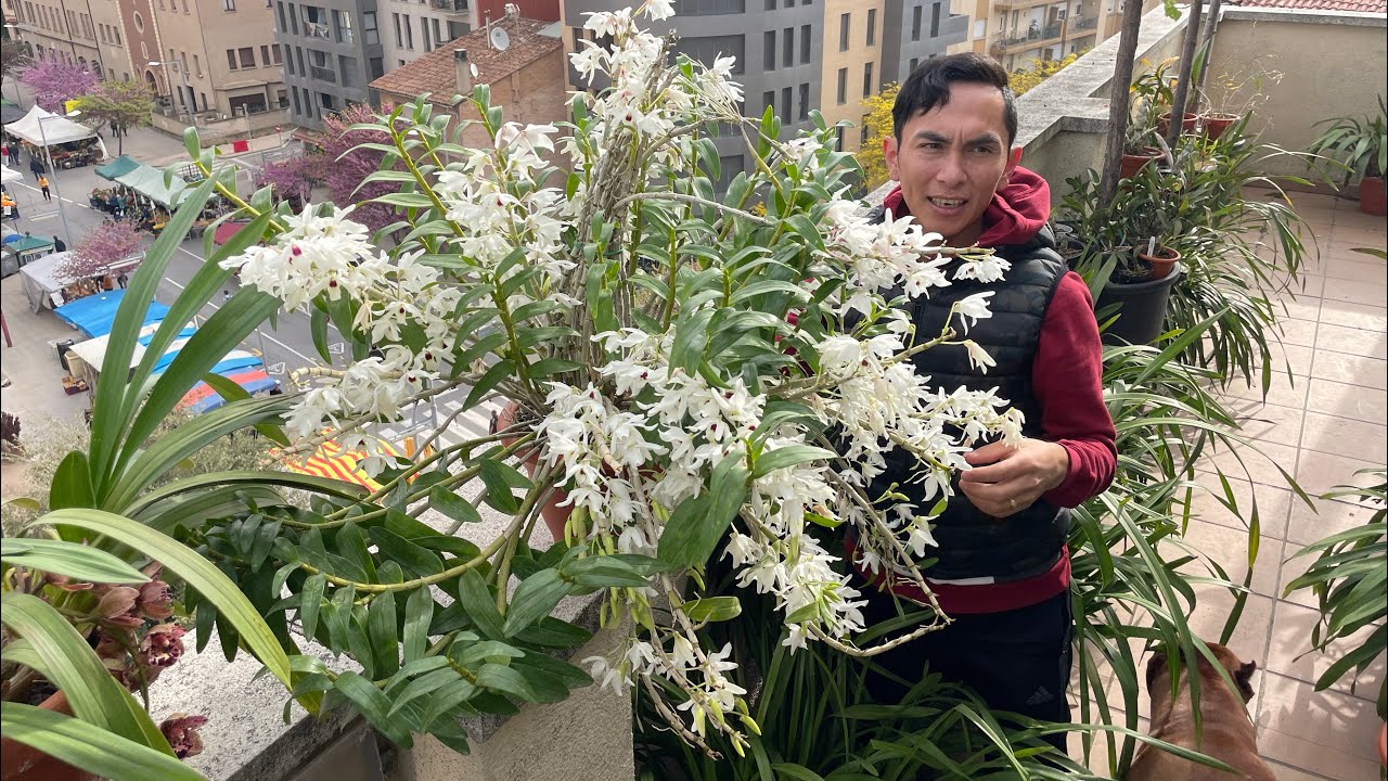 FLORACION ORQUIDEA DENDROBIUM CASSIOPE Y MAS EN MI TERRAZA.