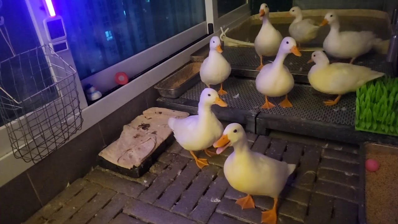 🔊  오리 라이브 | duck livestreaming