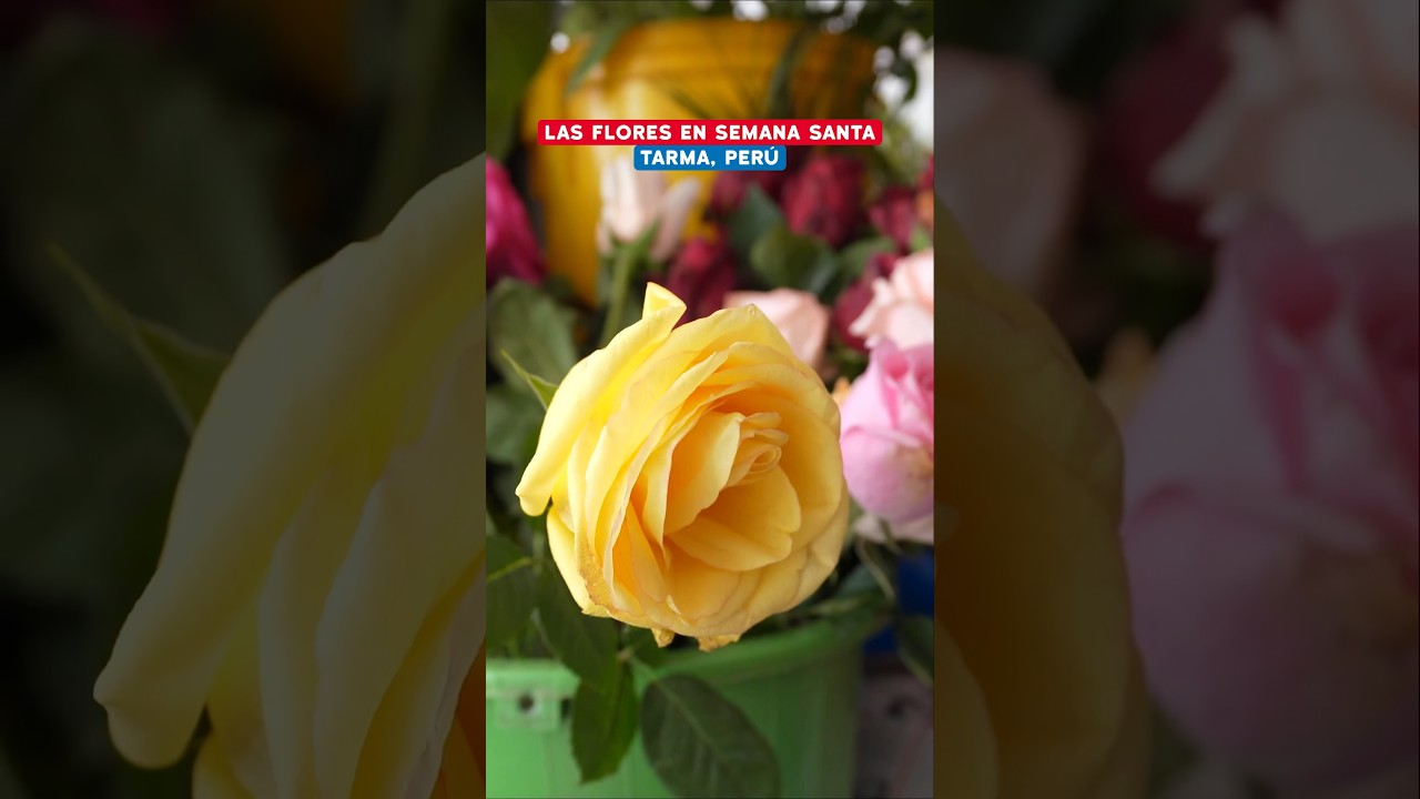 Las #flores de #SemanaSanta en #Tarma #Junin #Peru 🇵🇪