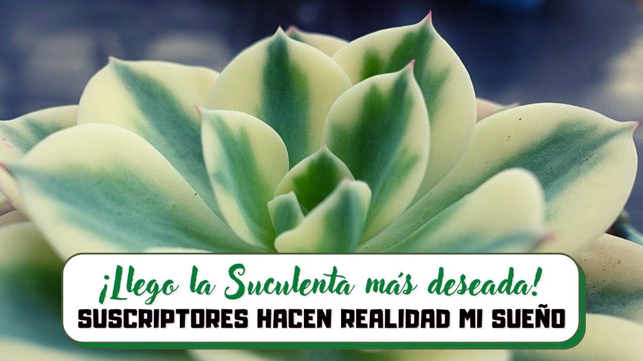 ¡Llego la SUCULENTA más DESEADA a mi jardín! SUSCRIPTORES HACEN REALIDAD MI SUEÑO!! #SucuRegalos 3