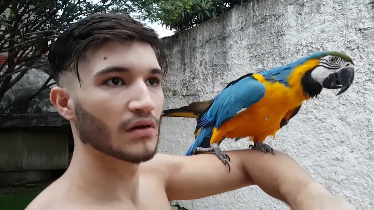 Safira (arara Canindé) - Pets Na Net
