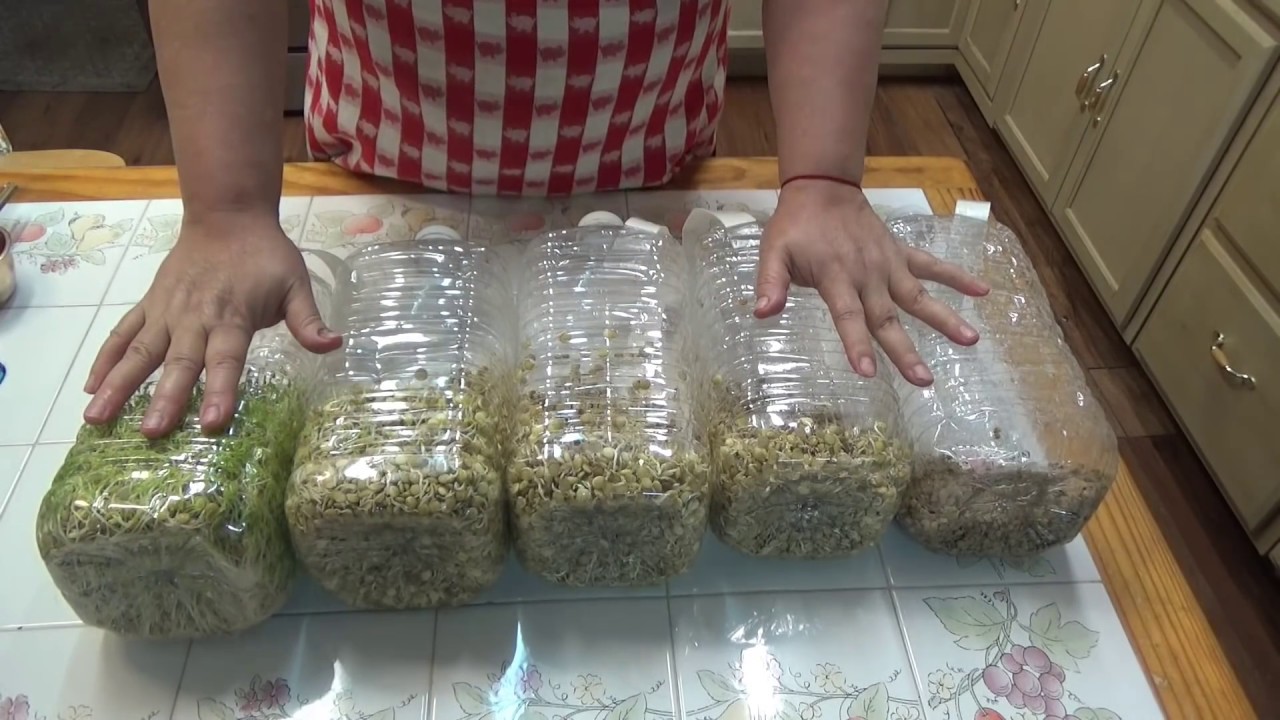 como hacer germinados de lentejas y ensalada