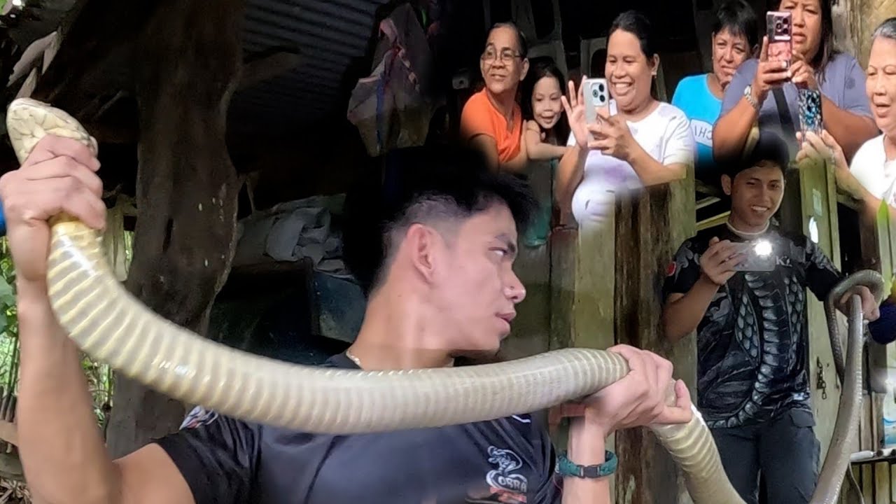 KING COBRANG MATAPANG SA IMFANTA QUEZON