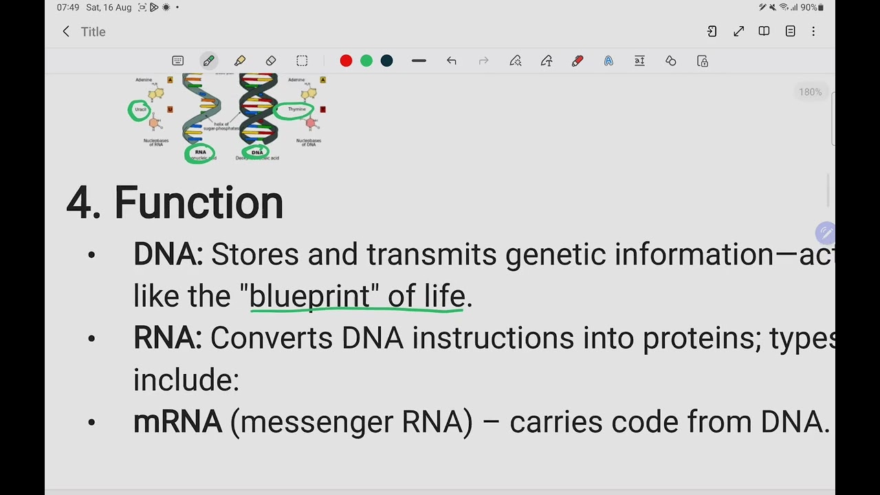 Differences between DNA And RNA